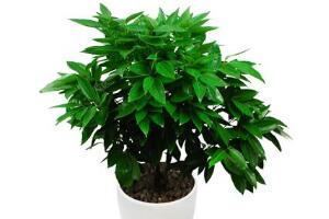 平安樹怎么養(yǎng)才茂盛，平安樹的養(yǎng)殖方法