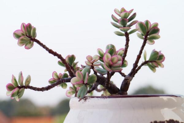 雅樂(lè)之舞好養(yǎng)嗎，掌握以下技巧可以讓植株迅速爆盆