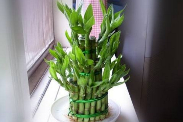 富貴竹營養(yǎng)液的使用方法