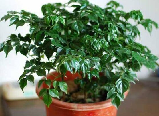 幸福樹擺放禁忌，盤點(diǎn)幸福樹五大擺放禁忌