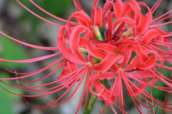 彼岸花根系發(fā)達(dá)嗎