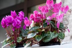 仙客來(lái)繁殖方法圖解，三種方法可供選擇（播種/切莖/組織培養(yǎng)）