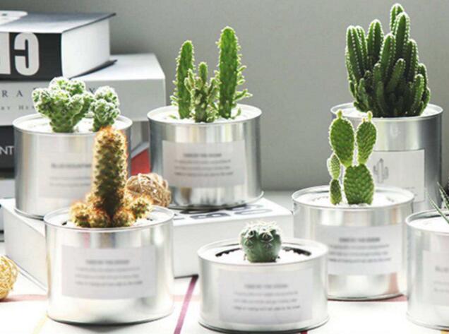 仙人掌的養(yǎng)殖方法和注意事項(xiàng)，小白都能學(xué)會(huì)的種植方法和技巧