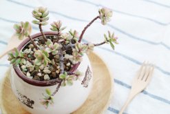 雅樂之舞夏天怎么澆水，保持土壤偏干燥