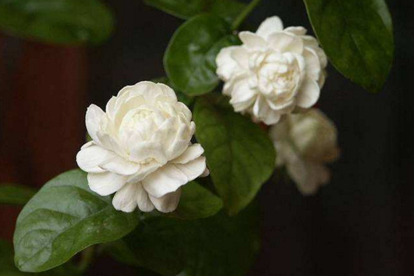 虎頭茉莉有毒嗎，沒(méi)有毒性可以方向養(yǎng)護(hù)