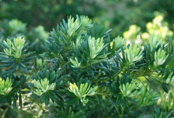 羅漢松葉子發(fā)黃怎么辦，羅漢松葉子發(fā)黃解決辦法