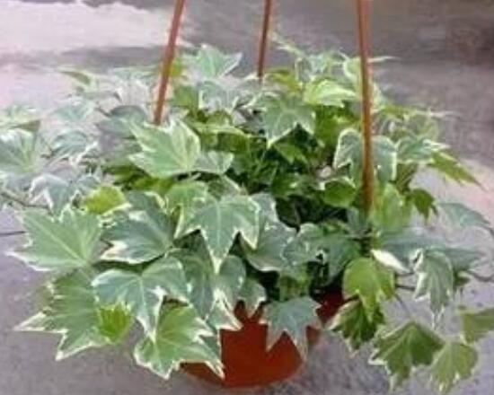 怎樣讓常春藤長得快，教你六個要點生長枝繁葉茂