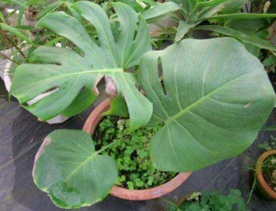 龜背竹用高盆還是矮盆，建議以高盆養(yǎng)殖最佳(紫砂盆)