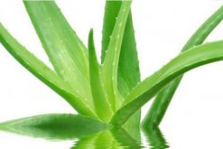 怎樣用新鮮蘆薈美容，蘆薈的美容方法