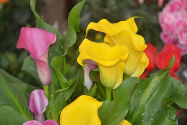 彩色馬蹄蓮為什么不能復(fù)花，復(fù)花難度大、管理方法不當(dāng)