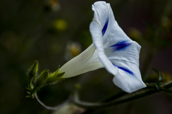 牽?；荛L多高