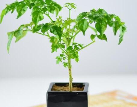 大幸福樹(shù)的修剪步驟圖，小白都能養(yǎng)活的方法技巧