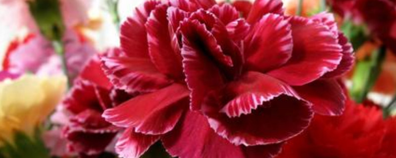 康乃馨種子什么季節(jié)種