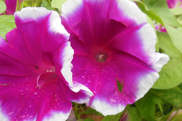 牽?；ńY(jié)果后葉子黃了枯萎了