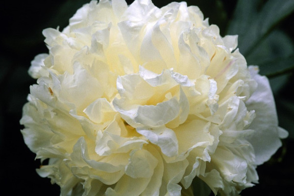 芍藥花的特點有什么