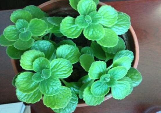 驅(qū)蚊草碰碰香有毒嗎，無毒/凈化空氣、醒腦提神