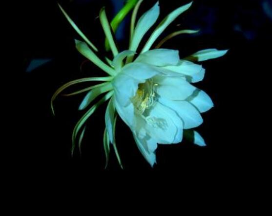 曇花的養(yǎng)殖方法和注意事項(xiàng)，老農(nóng)總結(jié)七大最實(shí)用養(yǎng)殖方法