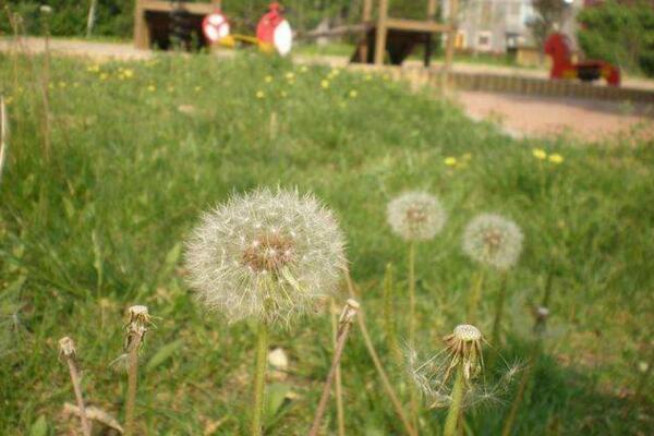 蒲公英怎么養(yǎng)，蒲公英養(yǎng)殖5大要點(diǎn)