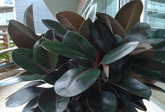 橡皮樹(shù)葉子打卷怎么辦，保持光照充足、溫度合理、忌積水