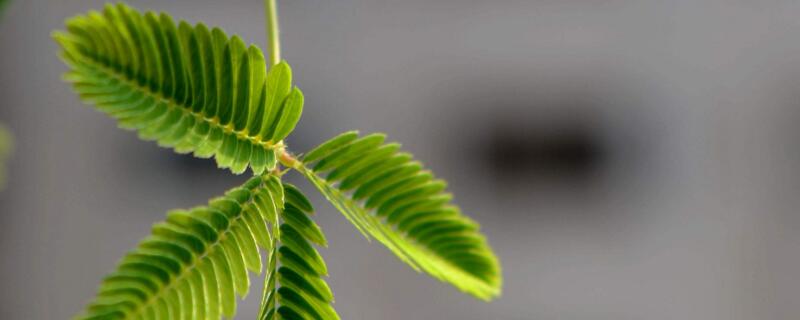 含羞草怎么養(yǎng)