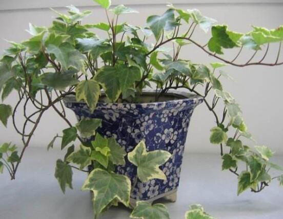 常春藤用淺盆還是深盆，深、淺盆都合適