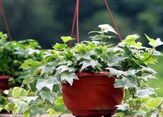 常春藤怎么養(yǎng)長(zhǎng)得壯，只需要做好五個(gè)要點(diǎn)即可