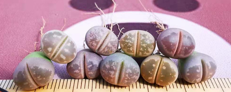 生石花怎么過(guò)冬