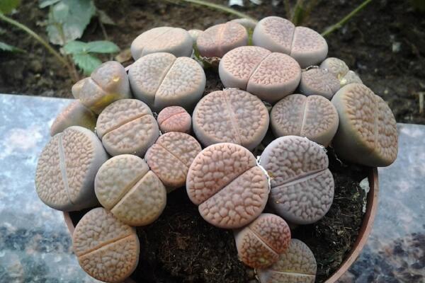 生石花養(yǎng)殖常見問題，稍不注意就會導(dǎo)致植株死亡