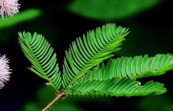 羞草怎么種，浸種晾干、覆土4厘米深(15天生根發(fā)芽)