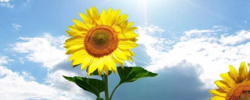 向日葵謝了還會(huì)再開(kāi)嗎