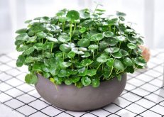 銅錢草怎么剪枝水培，剪成一根勤換水