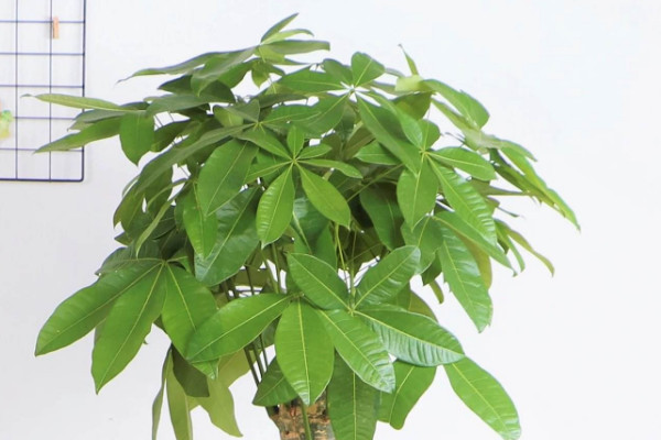 金錢樹和發(fā)財(cái)樹哪個(gè)好養(yǎng)