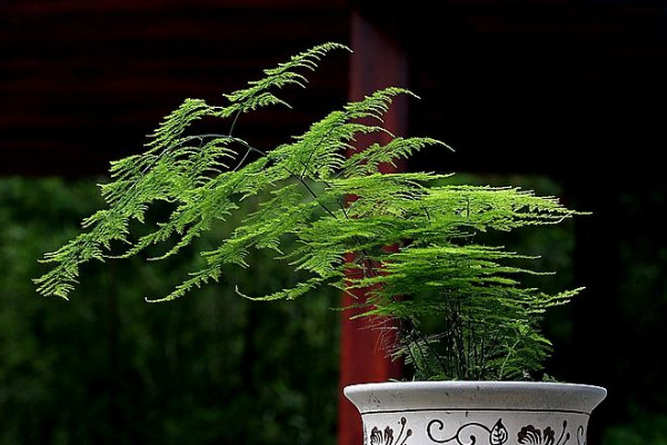 文竹剪掉還會(huì)發(fā)芽嗎