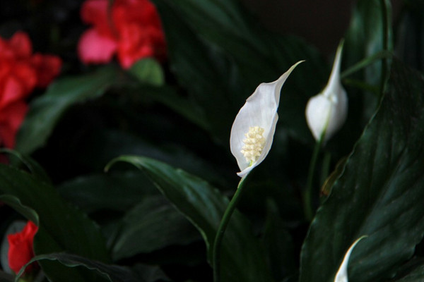 一帆風(fēng)順的葉子尖干枯怎么辦，可更換盆土或進行通風(fēng)