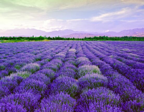 薰衣草花語(yǔ)和寓意，愛(ài)情的等待、堅(jiān)定永恒的真愛(ài)