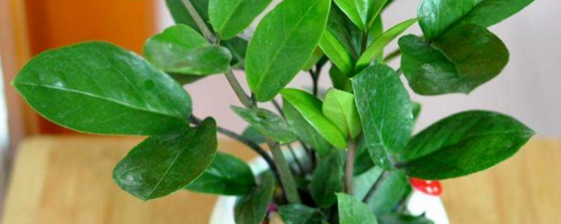 金錢樹(shù)能用樹(shù)葉培植嗎