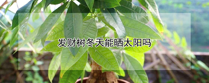 發(fā)財(cái)樹冬天能曬太陽嗎