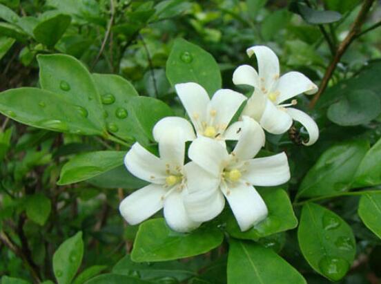 九里香的養(yǎng)殖方法和注意事項，老農總結出七大養(yǎng)殖基本方法