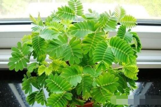 含羞草晚上會閉合嗎，會/屬于一種自然生長澎壓現(xiàn)象