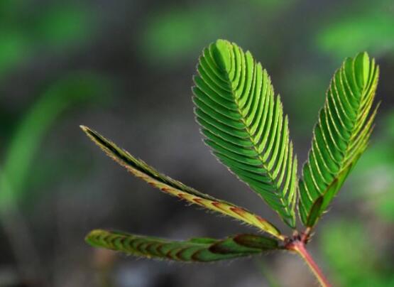 羞草怎么種，浸種晾干、覆土4厘米深(15天生根發(fā)芽)