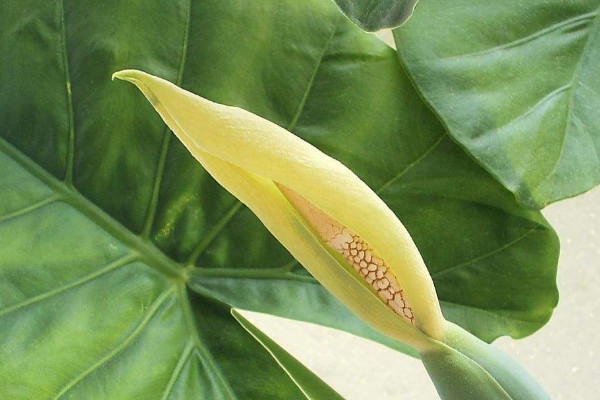 滴水觀音為什么會(huì)滴水