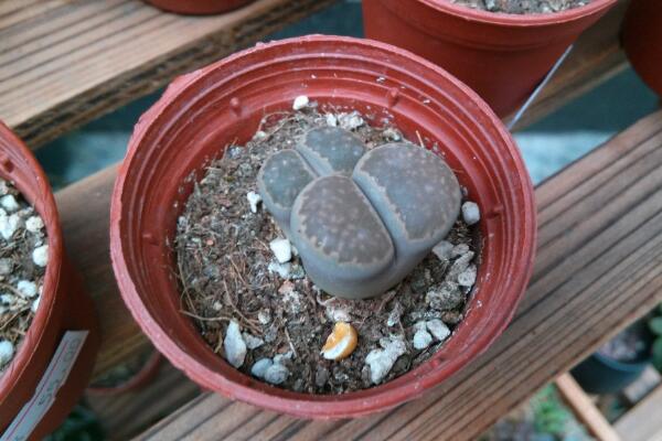 生石花夏天皺皺的怎么辦，可能是光照過強(qiáng)導(dǎo)致