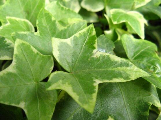 小葉常春藤的養(yǎng)殖方法，教你八個簡單易學基本方法