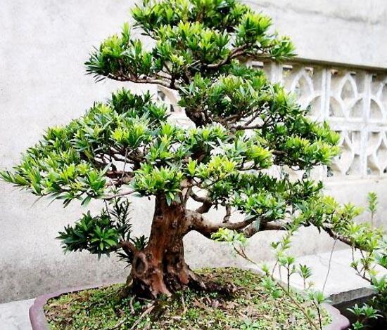 羅漢松品種，盤點(diǎn)羅漢松最珍貴的五大品種