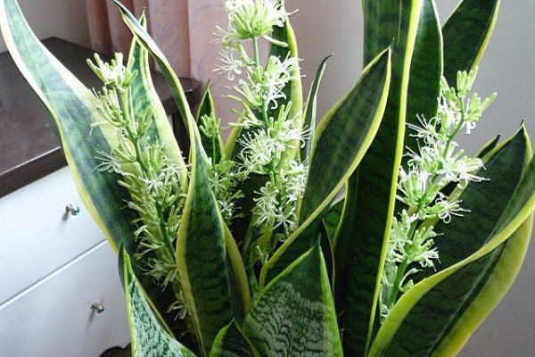 剛買(mǎi)的虎皮蘭怎么沒(méi)根