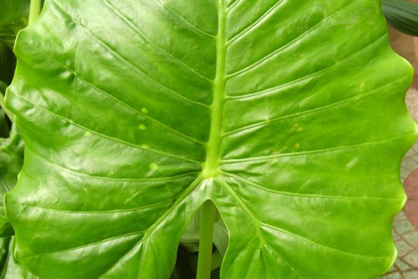 滴水觀音留幾個(gè)葉子好