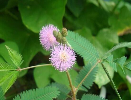 含羞草脫發(fā)能好嗎，能好/注意要有效避免接觸