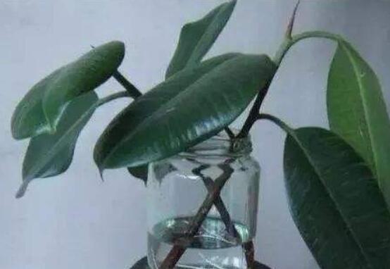 橡皮樹剪下來怎么生根，做好五個步驟便可發(fā)芽長葉