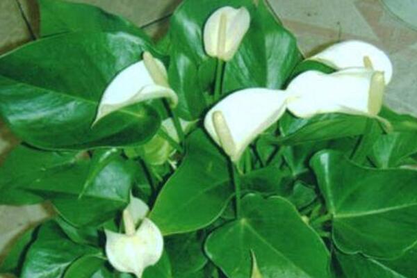 一帆風(fēng)順只長(zhǎng)葉不開花