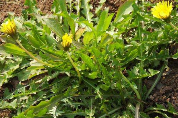 蒲公英的病害防治，常見病害以及防治方法